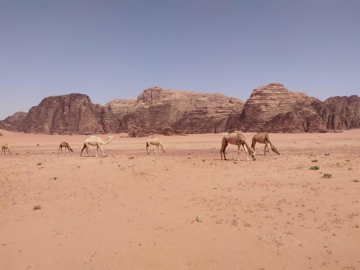 Omar Ghazi Camp Hotel Wadi Rum Bagian luar foto