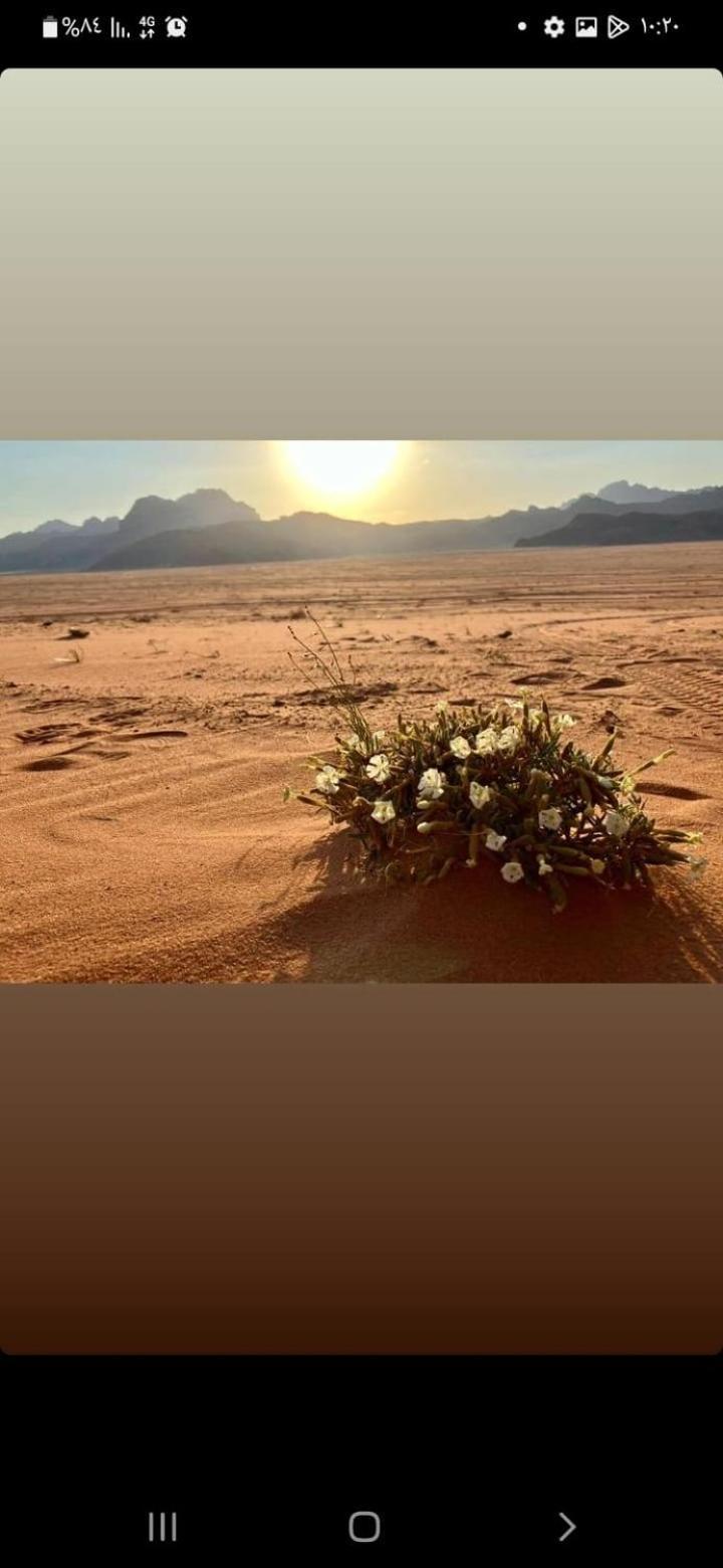 Omar Ghazi Camp Hotel Wadi Rum Bagian luar foto